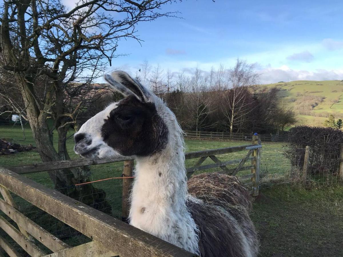 Cosy Cottage For Ecotourism Lovers Near Corwen Extérieur photo