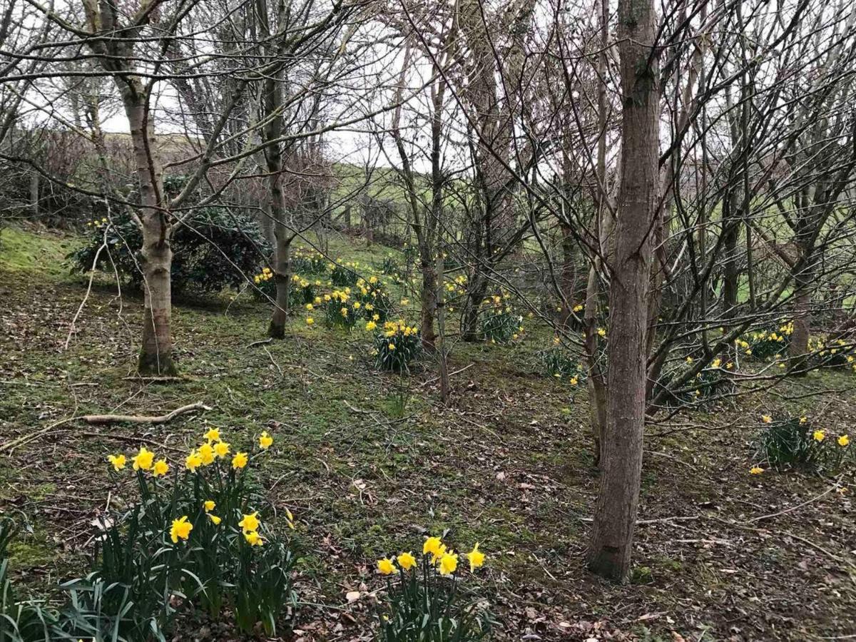 Cosy Cottage For Ecotourism Lovers Near Corwen Extérieur photo